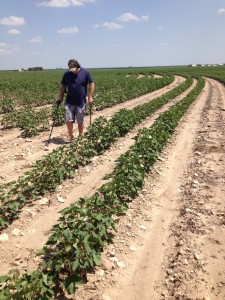 Chris Hunting Cotton Fields    